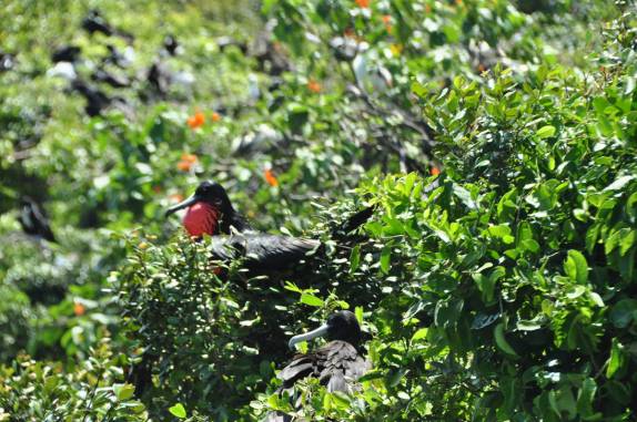 Colônia de pássaros em Half Moon Caye, perto do Blue Hole, na grande barreira de corais, em Belize